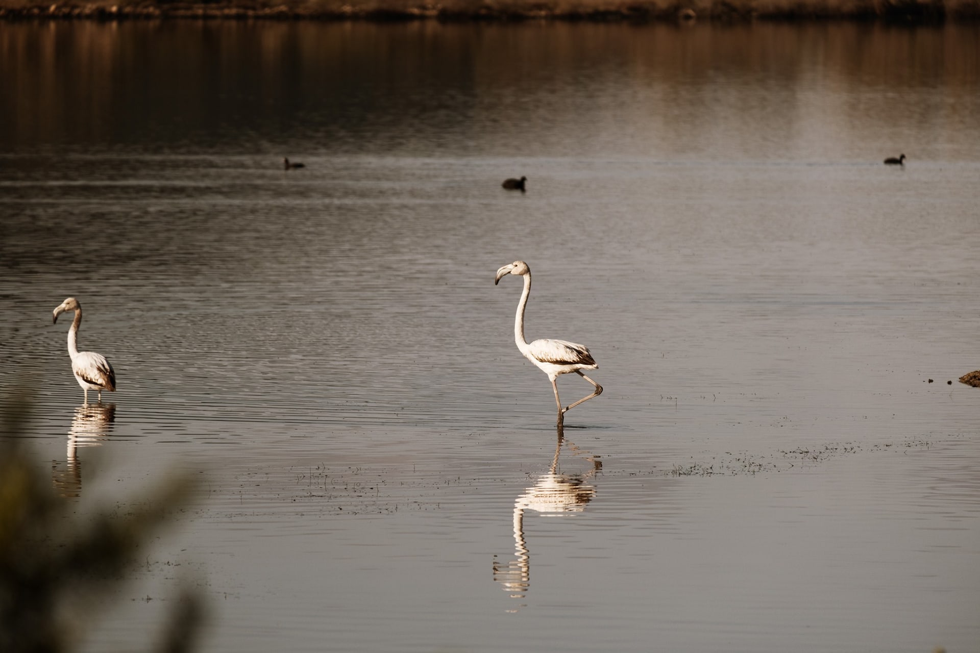 messinia-hotel-finikounta-Gialova-Lagoon-flamingo